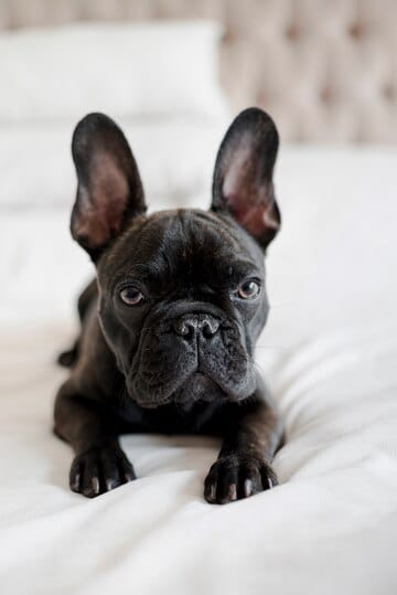 istanbul köpek eğitimi k9 istanbul görsel