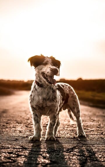 istanbul köpek eğitimi k9 istanbul görsel