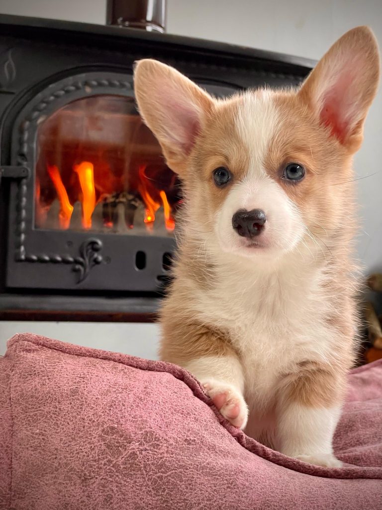 istanbul köpek eğitimi k9 istanbul görsel