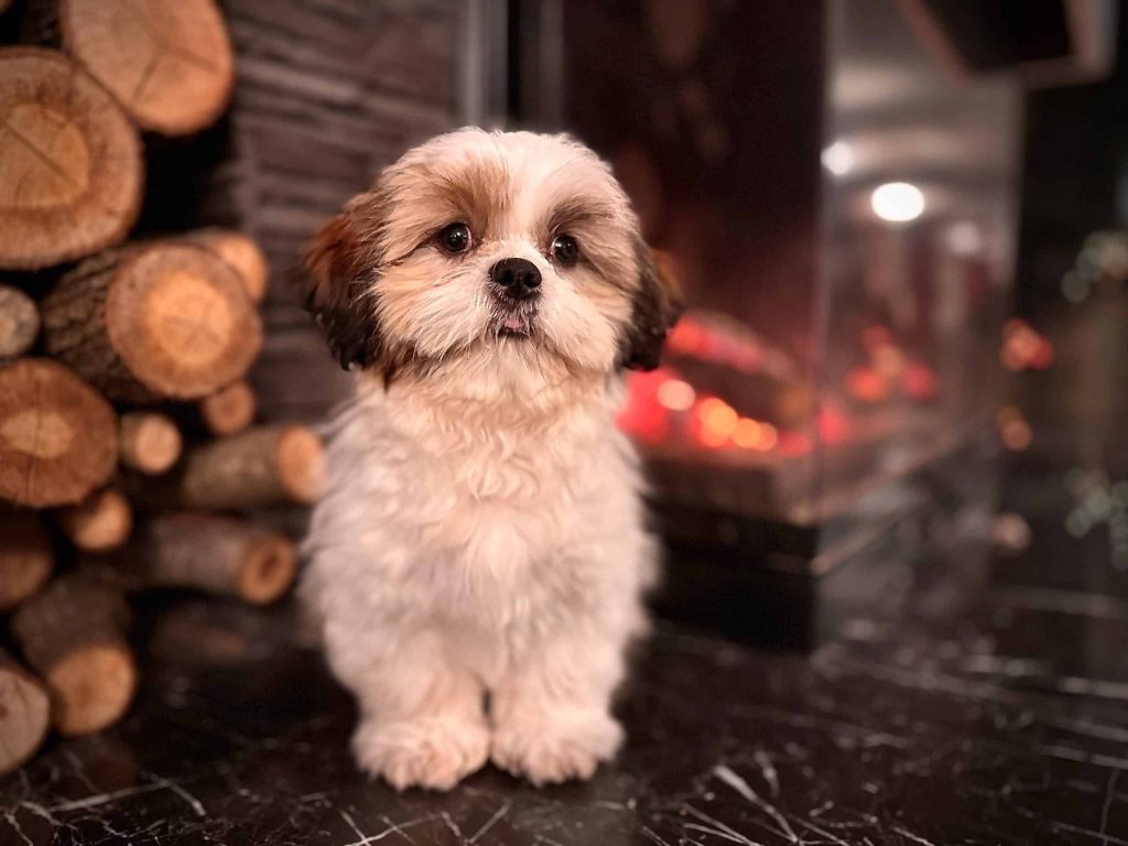 istanbul köpek eğitimi k9 istanbul görsel