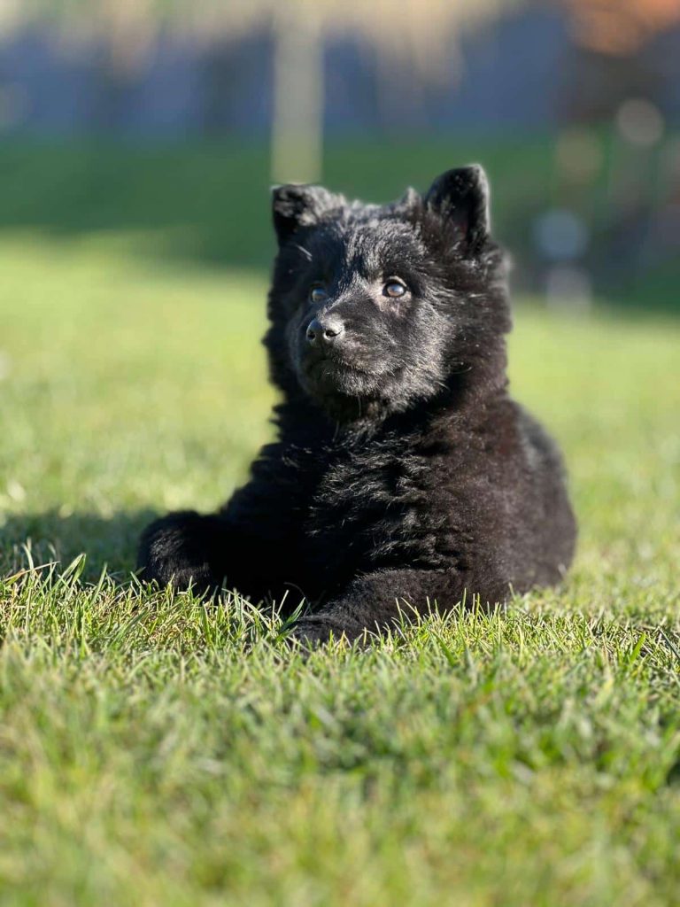 istanbul köpek eğitimi k9 istanbul görsel