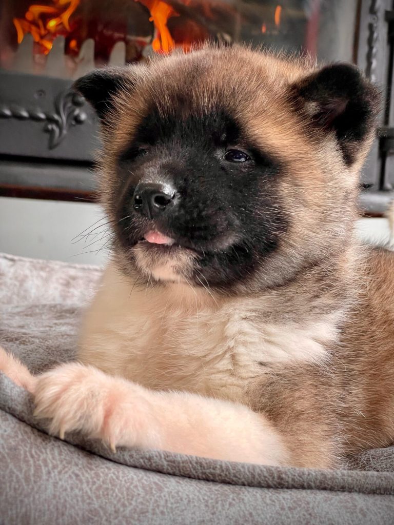 istanbul köpek eğitimi k9 istanbul görsel