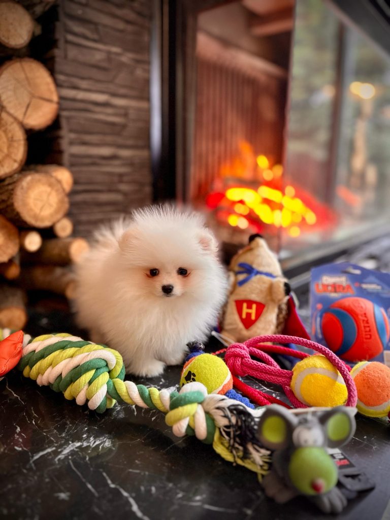 istanbul köpek eğitimi k9 istanbul görsel
