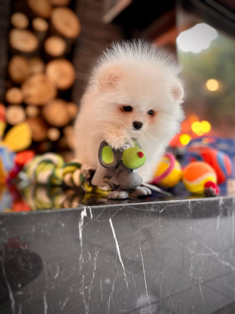 istanbul köpek eğitimi k9 istanbul görsel