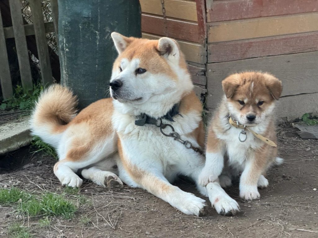istanbul köpek eğitimi k9 istanbul görsel