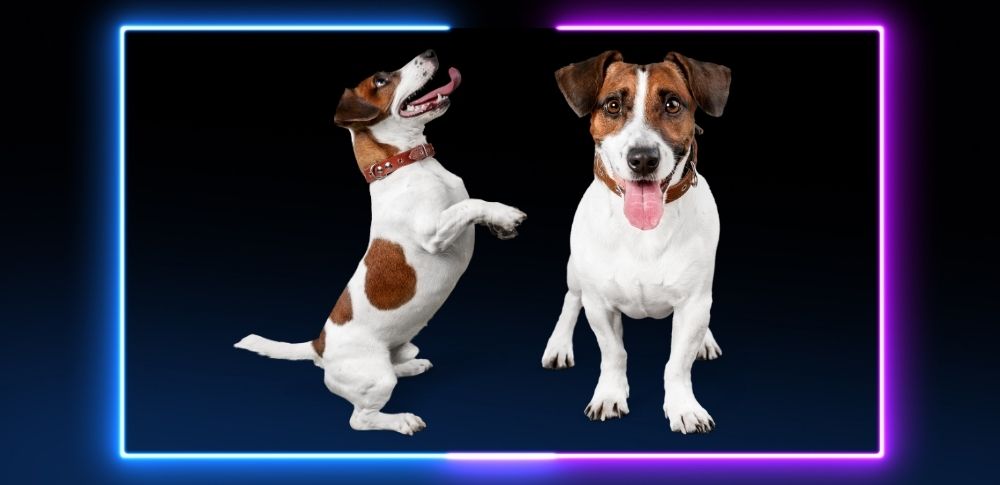 istanbul köpek eğitimi k9 istanbul görsel
