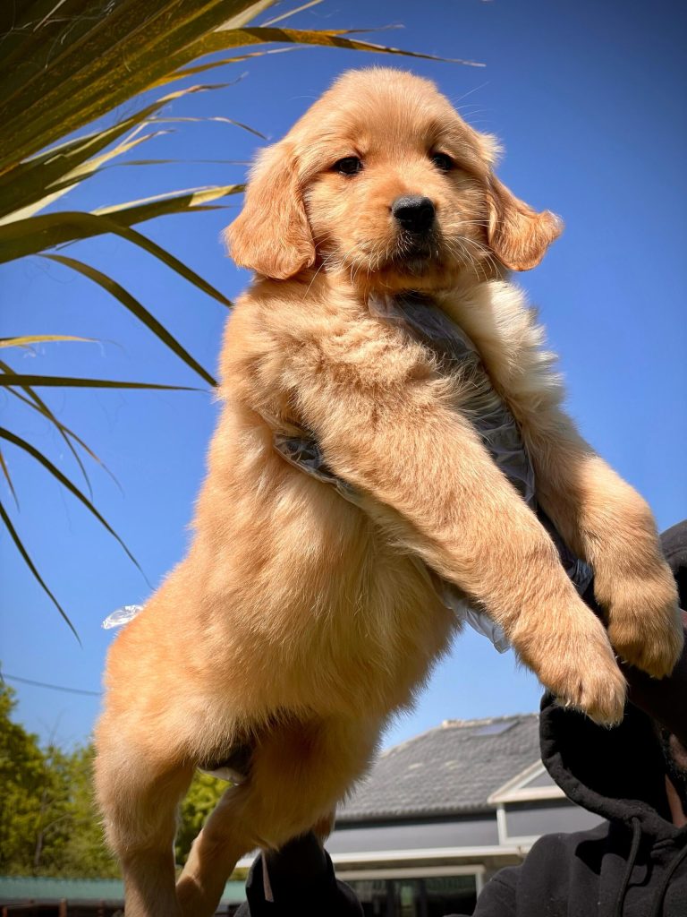 istanbul köpek eğitimi k9 istanbul görsel