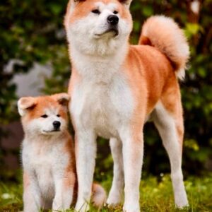 istanbul köpek eğitimi k9 istanbul görsel