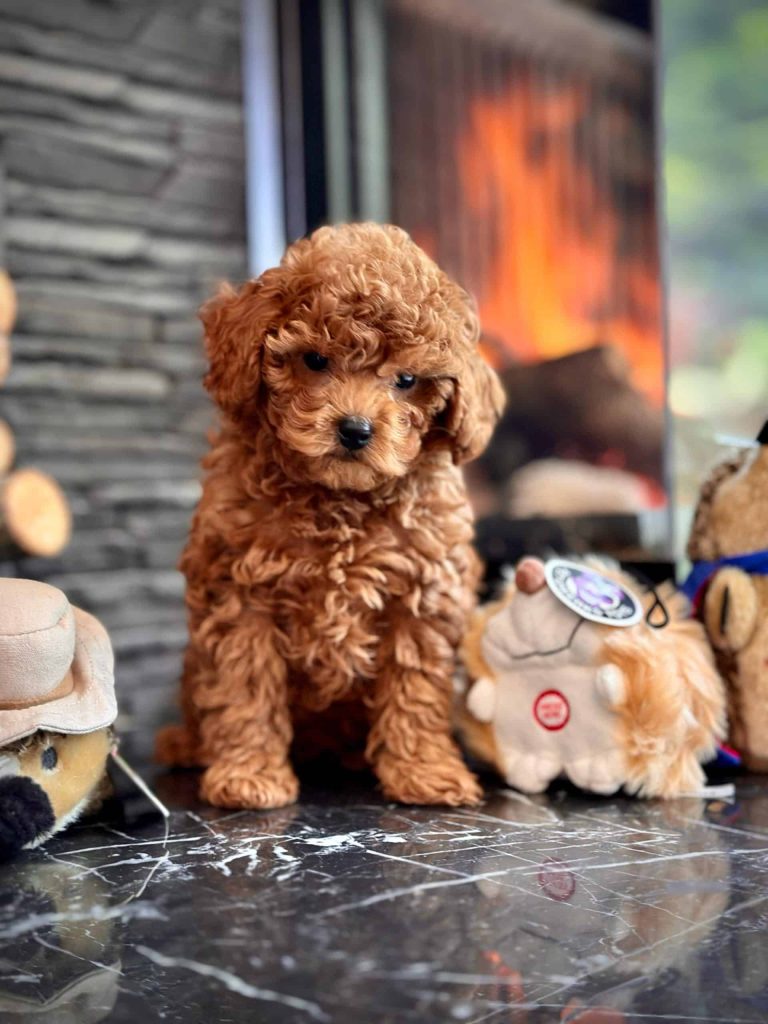 istanbul köpek eğitimi k9 istanbul görsel