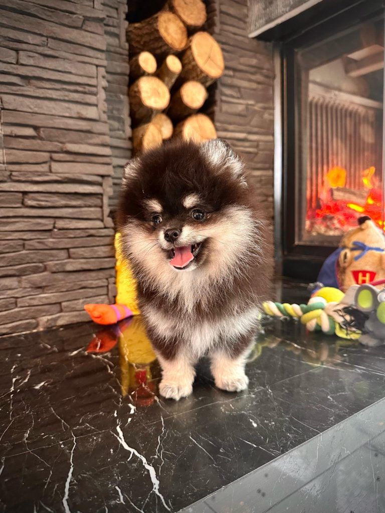 istanbul köpek eğitimi k9 istanbul görsel