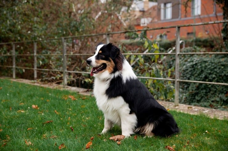 istanbul köpek eğitimi k9 istanbul görsel