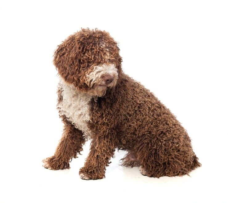 istanbul köpek eğitimi k9 istanbul görsel