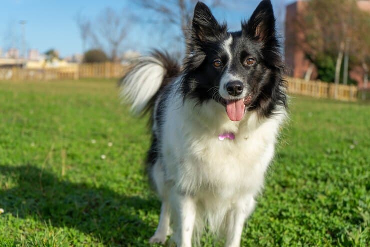 istanbul köpek eğitimi k9 istanbul görsel