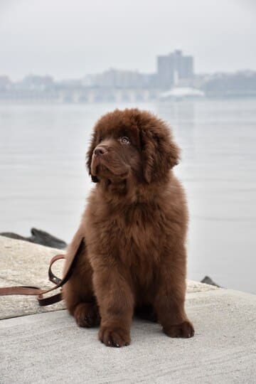 istanbul köpek eğitimi k9 istanbul görsel