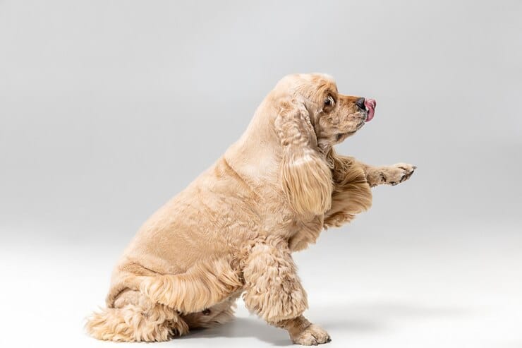 istanbul köpek eğitimi k9 istanbul görsel