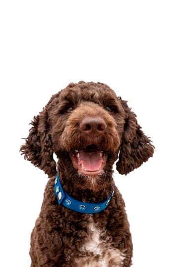 istanbul köpek eğitimi k9 istanbul görsel