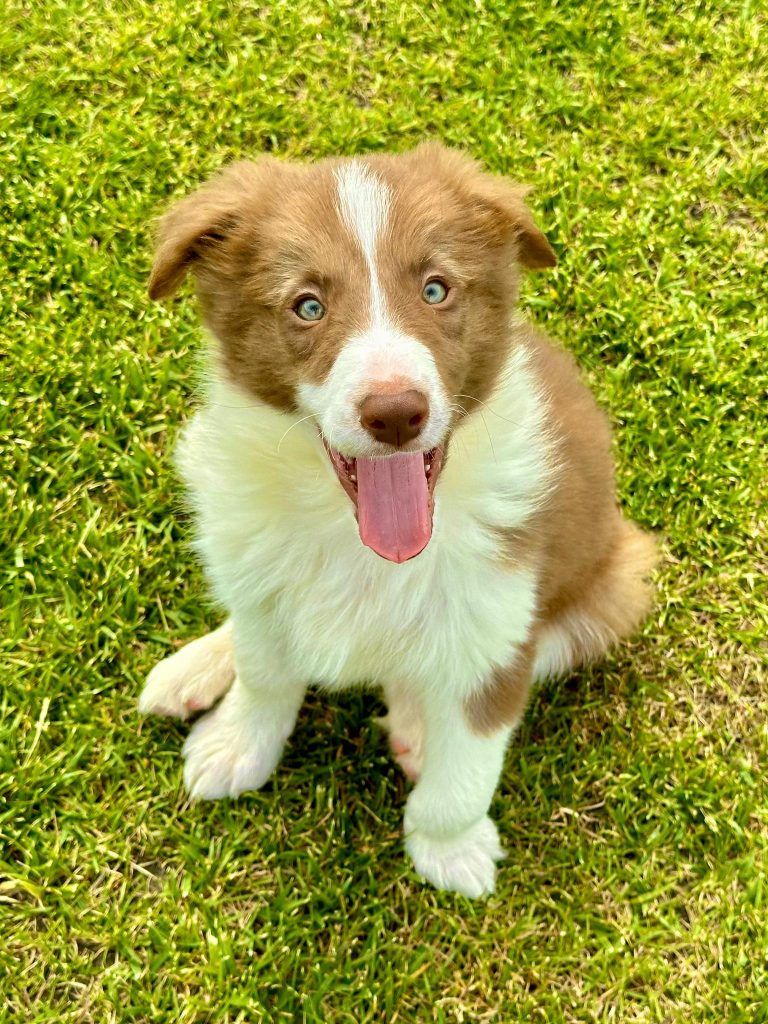 köpek eğitimi 1