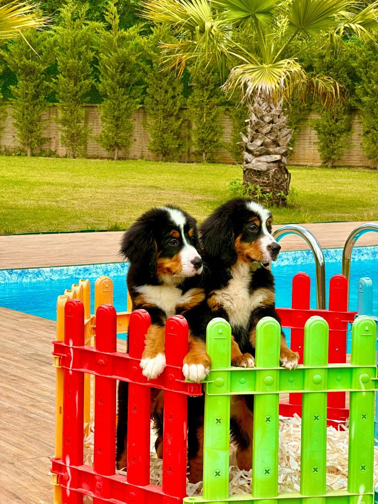 köpek eğitimi 14