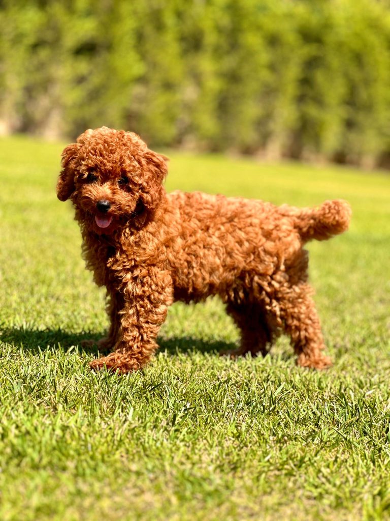 köpek eğitimi 15