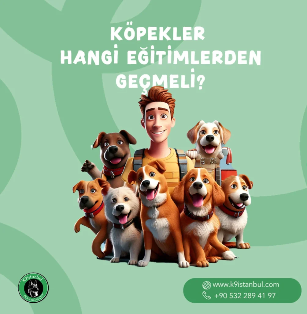clicker eğitimi