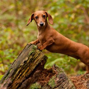 Dachshund (Sosis Köpek)