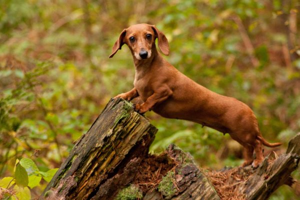 Dachshund (Sosis Köpek)