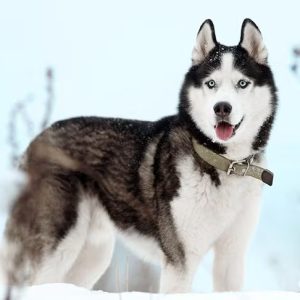 Siberian Husky