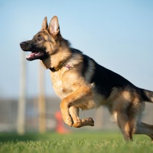 German Shepherd (Alman Çoban Köpeği)