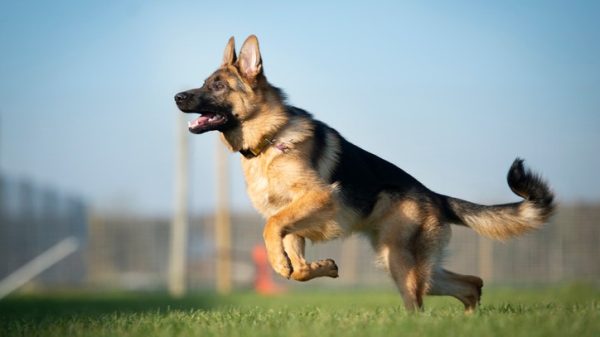 German Shepherd (Alman Çoban Köpeği)