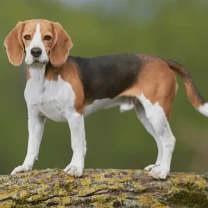 Beagle