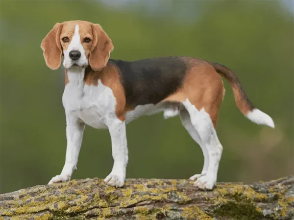 Beagle