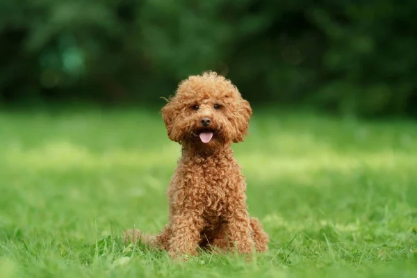 Poodle (Kaniş)