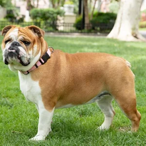 Bulldog (İngiliz Bulldog)