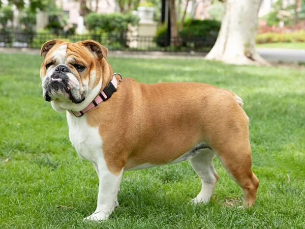 Bulldog (İngiliz Bulldog)
