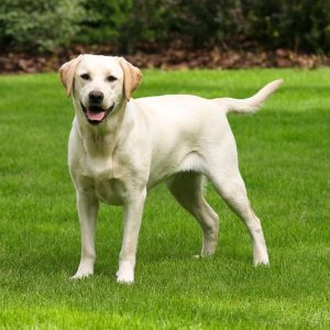 Labrador Retriever