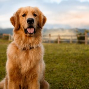 Golden Retriever