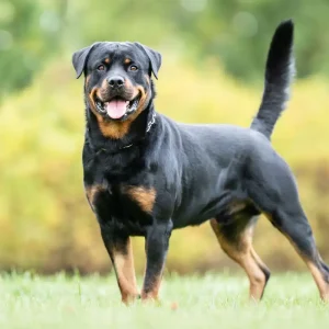 Rottweiler