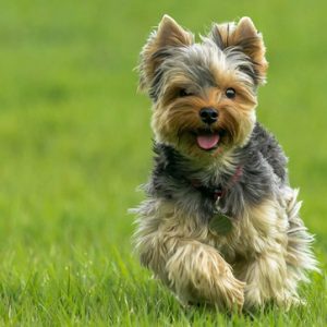 Yorkshire Terrier