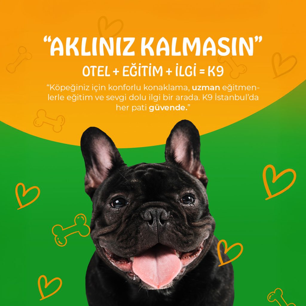 Köpek Eğitimi Fiyatları: İstanbul’da Profesyonel Hizmetlere Yatırım Yapın